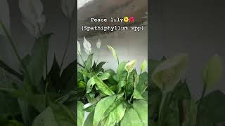 Spathiphyllum are commonly known as spath or peace lilies flowers peacelily indoorplants [upl. by Aharon]