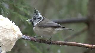 TOFSMES Crested Tit Lophophanes cristatus Klipp  3390 [upl. by Katine]