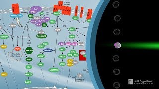 How to Characterize Immune Responses With Flow Cytometry [upl. by Rumilly]