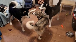 Mis huskies CUIDANDO del CACHORRO Lupo [upl. by Priscilla]