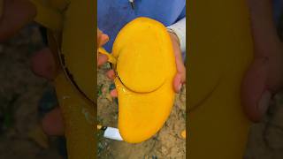 Mango fruits video 🥭🥭 Amazing Mango Fruits shorts mango youtubeshorts [upl. by Anivla]