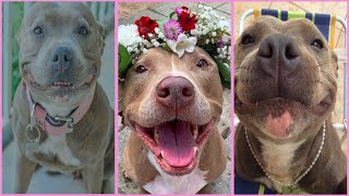 Pitbulls Being Wholesome 🐶 Funny and Cute Pitbull Compilation EP85  Pitbulls Puppy [upl. by Notfol]