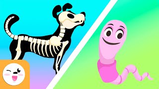 Vertebrate and invertebrate animals  Educational videos for kids [upl. by Enihsnus]