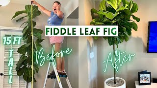 Pruning Fiddle Leaf Fig To Encourage Branching  How to Propagate  Ficus Lyrata [upl. by Adiari]