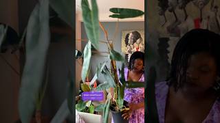 My Philodendron Billietiae is HUGE plants [upl. by Nayarb]