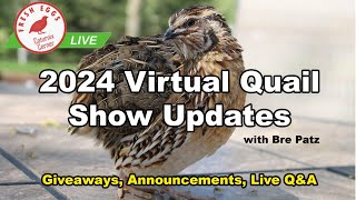 2024 Virtual Quail Show Updates  Coturnix Corner LIVE [upl. by Hirsh393]