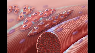 Embryologysomitogensis amp myogenesis by Professor Hayder Jawad Mubarak [upl. by Ingrid99]