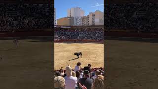 Concurso de recortes Castellon 2023 toro fiestas fyp [upl. by Channa]