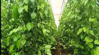 ಪಾಲಿಹೌಸದಲಿ ಸಾವಯವ ವಿಲದೇಲೇ ಕೃಷಿ betel leaf farming in polyhous [upl. by Zeiler]