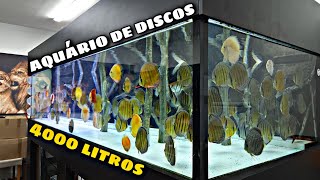 AQUÁRIO GIGANTE DE ACARÁ DISCO DE 4000L [upl. by Zorina290]