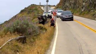 California Condor Takes Flight at Big Sur [upl. by Sedda]