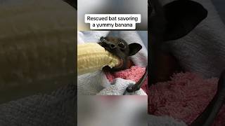 Rescued Bat Delights in Banana Snack v Rescued Bat Eating A Banana v Video By animalvibes365v [upl. by Michaud]