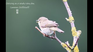 Common Chiffchaff chirping on a rainy day [upl. by Dlorag]