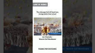 Muscle Cell Membranescience education viral shorts amazing [upl. by Enahpets98]