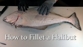 How to Fillet a Halibut [upl. by Walter]