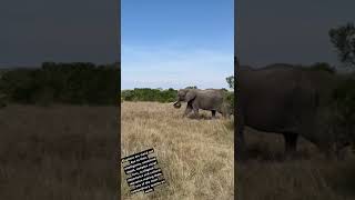 Its trunk contains between 40000 and 90000 muscles😳♥️animalsbigfive elephantwildlifeshorts [upl. by Ydnes]