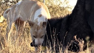 One treat A Wolf And a Feral Dog Who gets it [upl. by Timmi]