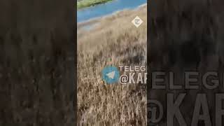 Ukrainian fishermen throw fish at Russian drone [upl. by Eniwtna]