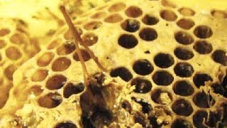 Learn to identify American foulbrood in 90 seconds [upl. by Odlareg897]