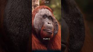 The Bornean Orangutan The Giant of the Rainforest You Might Not Know About orangutan animals [upl. by Sheela]