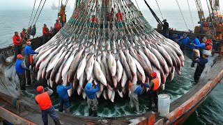 You Won’t Believe This Hundreds Tons of Fish in a Single Catch With Trawl Net Fishing [upl. by Bobker24]