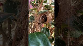 I found this baby bird in this nest babybird travel nature naturelovers birdnest wildlife [upl. by Jerman]