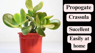 How to propogate crassula ovata plant in Hindi  crassula plant ko kaise grow kare  YouTube plants [upl. by Arata413]