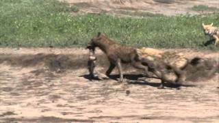 Spectacular coincidence at Ngorongoro Crater Tanzania [upl. by Nitnilc]