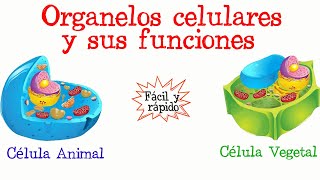 🌐Organelos celulares y sus funciones💥 Fácil y Rápido  BIOLOGÍA [upl. by Ayikat]