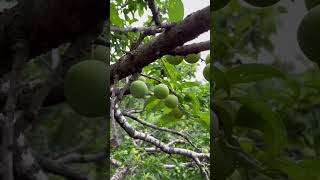 Plums Garden 🍐 satisfying harvesting fruit plum short shorts [upl. by Kinata]