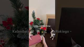 Kalendarz świąteczny dla psa 5 holidayswithyoutube [upl. by Eille]