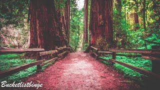 Muir Woods California  Cinematic Film  Bucketlistbinge [upl. by Atikaj]