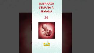 Embarazo semana a semana embarazo embarazada padres hijos amor [upl. by Wrightson]