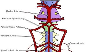 Arteries of Spinal Cord  Made Easy  Snells Neuroanatomy [upl. by Dorey551]