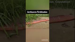 Earthworm fertilization Annelida Animation video NEET CBSE [upl. by Kattie]