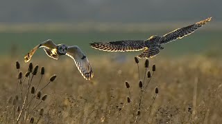 stunning short eared owl 🦉 at wallasea island RSPB essex [upl. by Sterling]