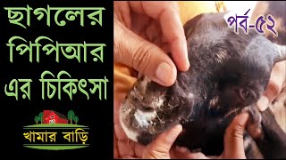 ছাগলের মারাত্মক পিপিআর রোগের লক্ষণচিকিৎসা ও টিকা সম্পর্কে জেনে নেই  খামার বাড়ি Khamar Bari পর্ব৫২ [upl. by Enerak]