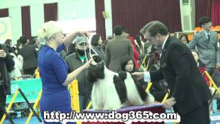 20160220KKF NAMICHEON DOG SHOWAmerican Cocker Spaniel [upl. by Erreip]