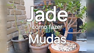 Como fazer mudas da Jade [upl. by Ayoral]