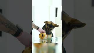 German Shepherd Chicken ASMR shorts [upl. by Edana211]