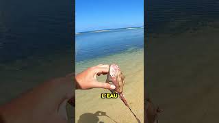 Cest terrible pour le requin fishing animaux shortswithzita ocean poisson fish nature [upl. by Lederer]