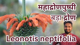 महाद्रोणपुष्पी  बड़ा द्रोण  ग्रंथिपर्णी  Leonotis neptifolia  Lions ear  Christmas candlestick [upl. by Friederike794]