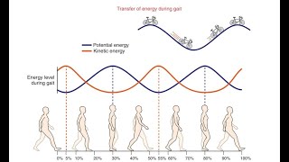 Human GAITAN INTRO … kinematics kinetics moments and finally gait powers [upl. by Pomeroy]