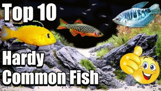 Top 10 Hardy Common Aquarium Fish [upl. by Htepsle666]