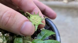 Dorstenia foetida launching seeds in slow motion [upl. by Namref397]