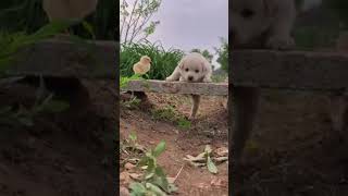 Friendship 🐈♥️ catlover trending dog cats viralvideo funnycat [upl. by Lette24]