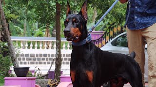 Doberman Dog Breed From Kerala India 😳 [upl. by Otnicaj]