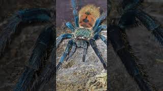 Chromatopelma cyaneopubescens are stunning gbb greenbottleblue tarantula shorts spider blue [upl. by Diskson]