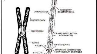 structure of chromosome centrmere chromonema chromomere telomere neet [upl. by Weiler]