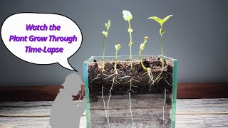 Growing Beans from Seeds in 21 Days  TimeLapse [upl. by Dobbins388]